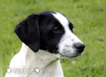 Holly, Hank und Herbie suchen ab sofort ein Zuhause