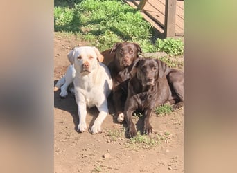 Labrador
