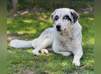 Snow, geb. ca. 06/2023, lebt auf einer Pflegestelle in 47652 Weeze