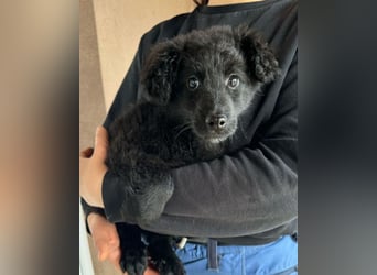 AMICO❤️ bezaubernder kroat. Schäferhund-Mix-Junge und eine pure 4-Pfoten-Amore