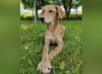 Linja eine elegante kleine Dame