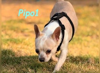 Pipo1 geb. 06/2022 (ESP) - charakterstarker, kleiner Chihuahua!