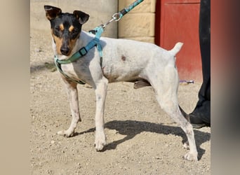 Rocky, offen, freundlich und neugierig