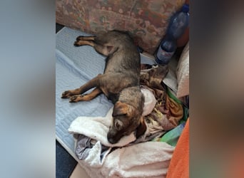Offene, kinderliebe Eli sucht liebevolles Zuhause