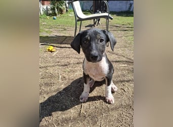 Auguste sucht Traumzuhause!
