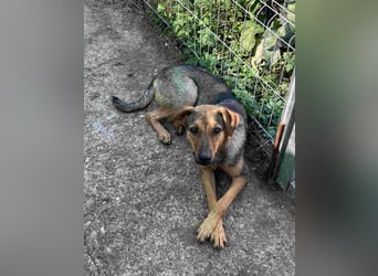 ⭐️WUMMEL⭐️, Rüde, 1,5 Jahre, 52 cm, Mischling, Tierschutz