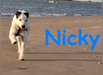 Nicky 01/2019 (ESP Pflegestelle) - braver, ausgeglichener und unglaublich lieber Bodeguero-Mix!
