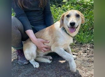 Betty, Labrador Mischling