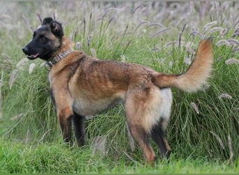 Hudson (Spanien) – unser Kein-Ohr-Malli