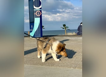 Colliewelpen im amerikanischen Typ