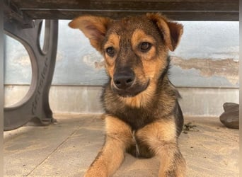 Carlo, Mischling, geb. 2025, aufgeweckter Jungspund sucht Zuhause