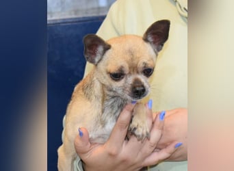 Soni (Chihuahua)