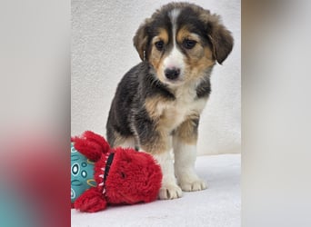 Nuki, eine von 7 zauberhaften Hundekindern