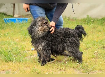 Bogáncs LM – Traumhund auf vier Pfoten sucht Herzensmenschen