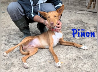 Piñon geb. 03/2024 (ESP) - zutraulicher und verschmuster, junger Podenco!