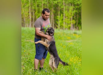 Ein schöner Schäferhund Mischling *Balou* wartet auf sein neues zuhause