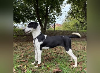 Perla eine sportliche Hündin