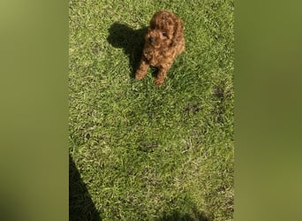 Kleine Toy Pudel rot braun (asiatische Linie)