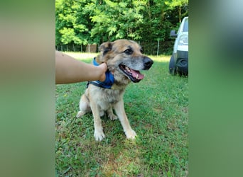 Sonnenschein Benji sucht sein Happy End, Schäferhund Mischling