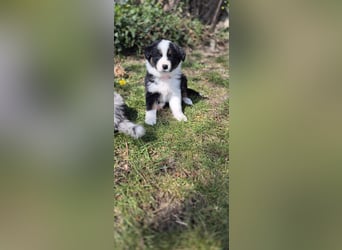 Australian Shepherd Welpen tricolor – Abgabe ab dem 28.05.2025