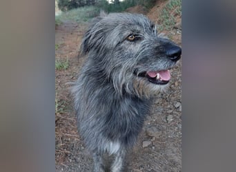 Balou wartet auf sein Für-Immer-Zuhause
