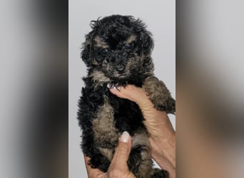 ZWERGPUDEL / TOY 2 männlich braun tan 1 schwarzes Mädchen 1 black tan Mädchen