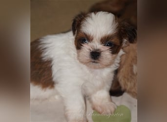 Shih Tzu Welpen