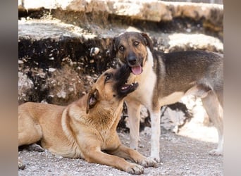 ROBI❤️zauberhafter, lieber Hundejunge, zurückhaltend und sozial