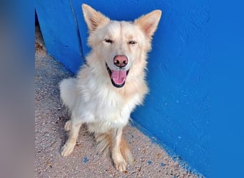 Dolar, Border-Collie typischer Jungspund aus der Tötung