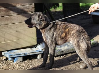 Jackpot - ein majestätischer Doggen-Mix sucht sein Königreich