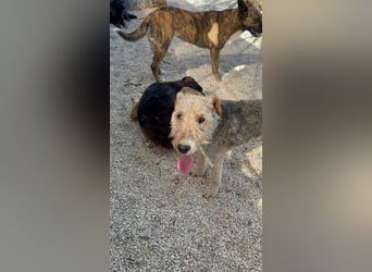 Fox, sucht seine Menschen