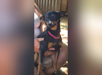 Coqueta, eine süße Pinscher Dame