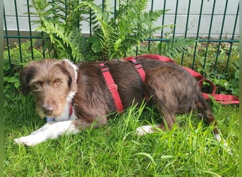 ♥GRETA♥ auf Pflegestelle bei Köln - ganz liebe, unkomplizierte anfangs etwas vorsichtige Hündin 50cm