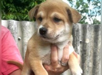 Welpe Sina: Neu im Tierheim