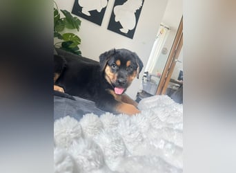 Rottweiler Schäferhund Mischling