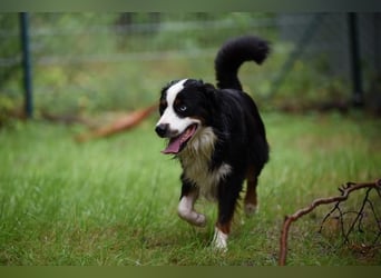 Baily, Mini Aussie, geb. 2023, freundliche Sportskanone