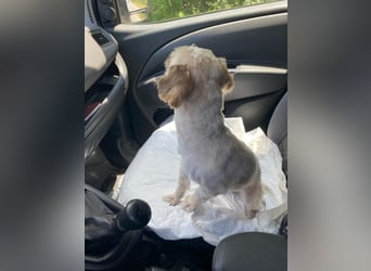 Winnie – kleiner Herzbube der seine Menschen sucht