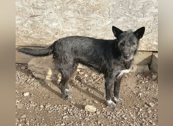 ❤️ außergewöhnliche Schönheit KORMA - 9,5 Jahre, 46cm/20kg - SchnauzerMix