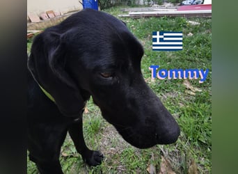 !!NOTFALL!! Tommy u. Toby, geb.03/23 - hübsche Pointer-Brüder suchen ihre Famlie