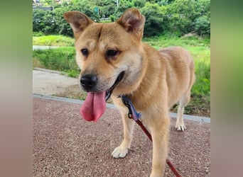 Tania,sanfte etwas schüchterne Shiba- MixDame,16 kg ,37 cm groß, ca. 5Jahre