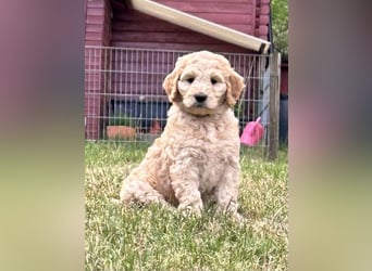 schöne Labradoodle F1B Hündin sucht ihre Familie