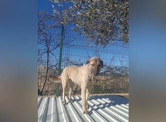 Beka großer Kangal Mischling Hündin sucht Zuhause für immer