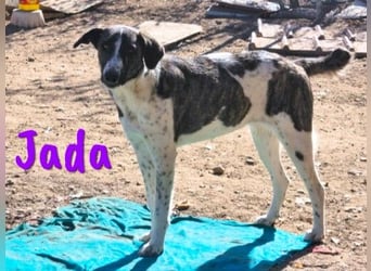 Jada geb. 01/2022 (ESP) - ausgeglichene und aufgeschlossene Schönheit!