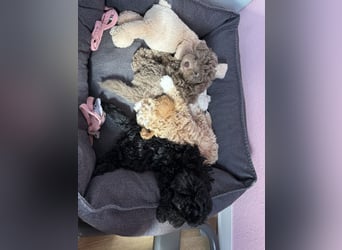 Rüde Pudel Welpen - Male Poodle Puppy