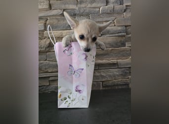 Foxi, reserviert entzückende kleine Chihuahua Lady
