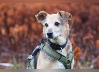 Rinky - sanfter Herzenshund sucht ein Happy End