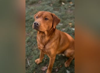 Labrador Welpen in foxred und schwarz aus liebevoller Hobbyzucht