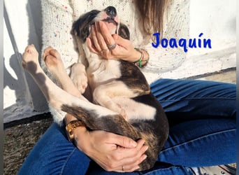 Joaquín 10/2024 (ESP Pflegestelle) - neugieriger und verschmuster, kleiner Bodeguero-Mix Welpe!