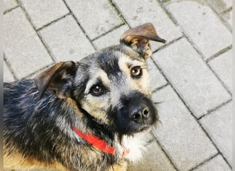 Benito, Terriermischling, geb. 2023, netter Terrier sucht Zuhause