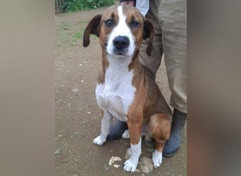 Terry - ein Herz auf 4 Pfoten sucht seine Familie